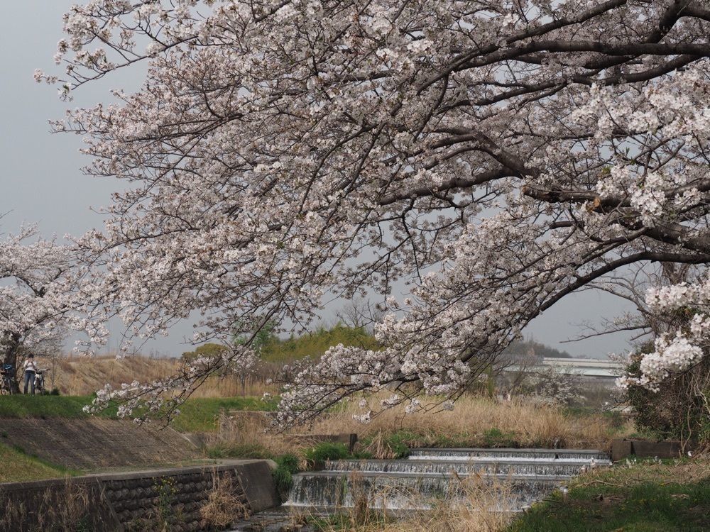 なおなおさんが投稿した岩崎城に関する口コミの画像