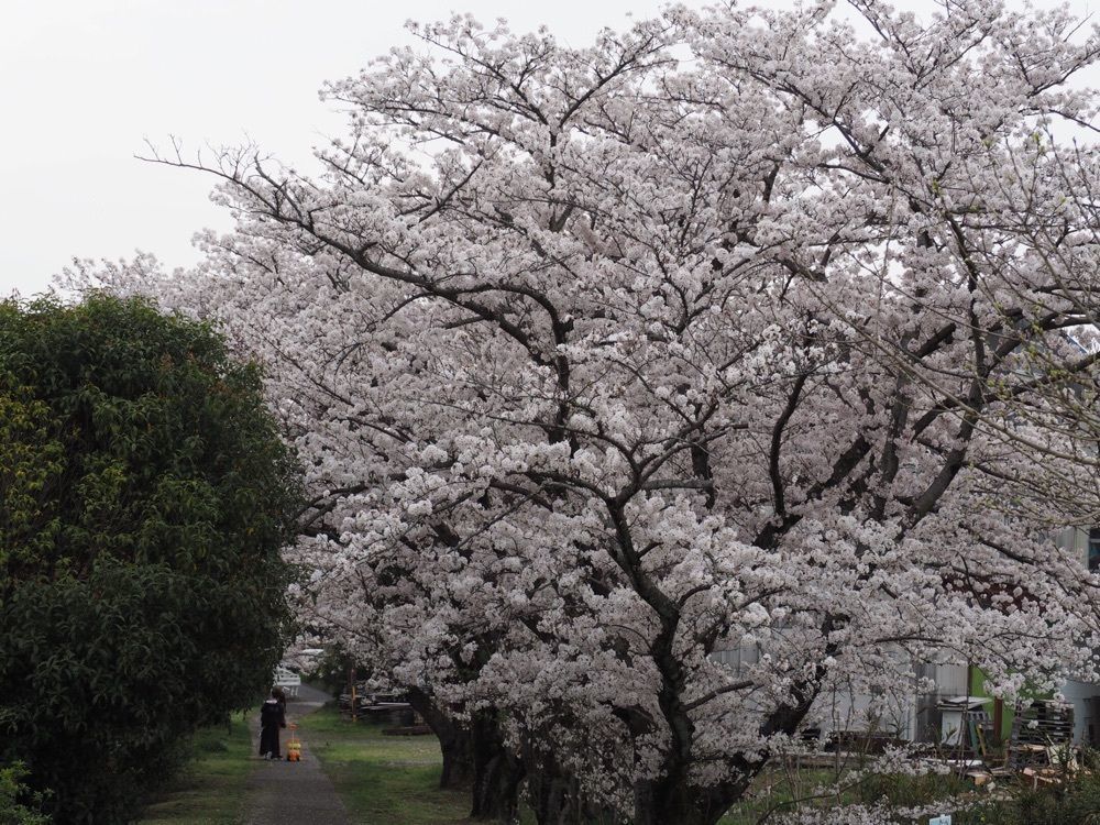 なおなおさんが投稿した岩崎城に関する口コミの画像