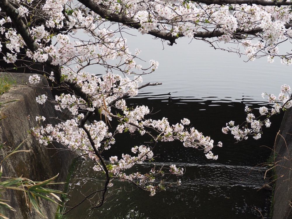 なおなおさんが投稿した岩崎城に関する口コミの画像