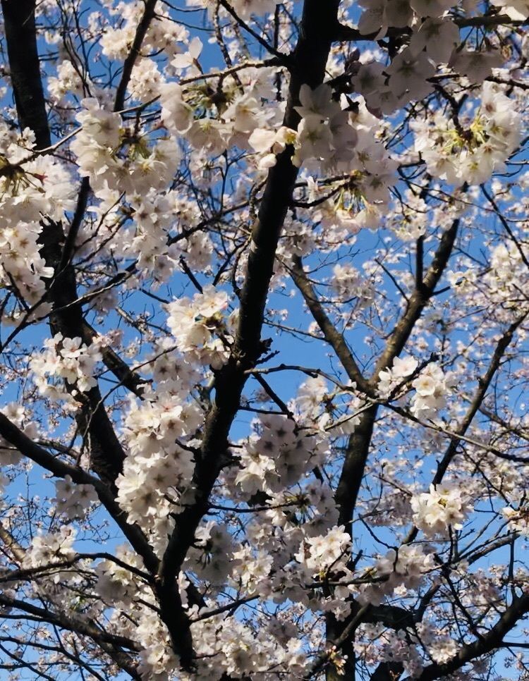 れいんぼうれいんぼうさんが投稿したアイン 行田薬局に関する口コミの画像