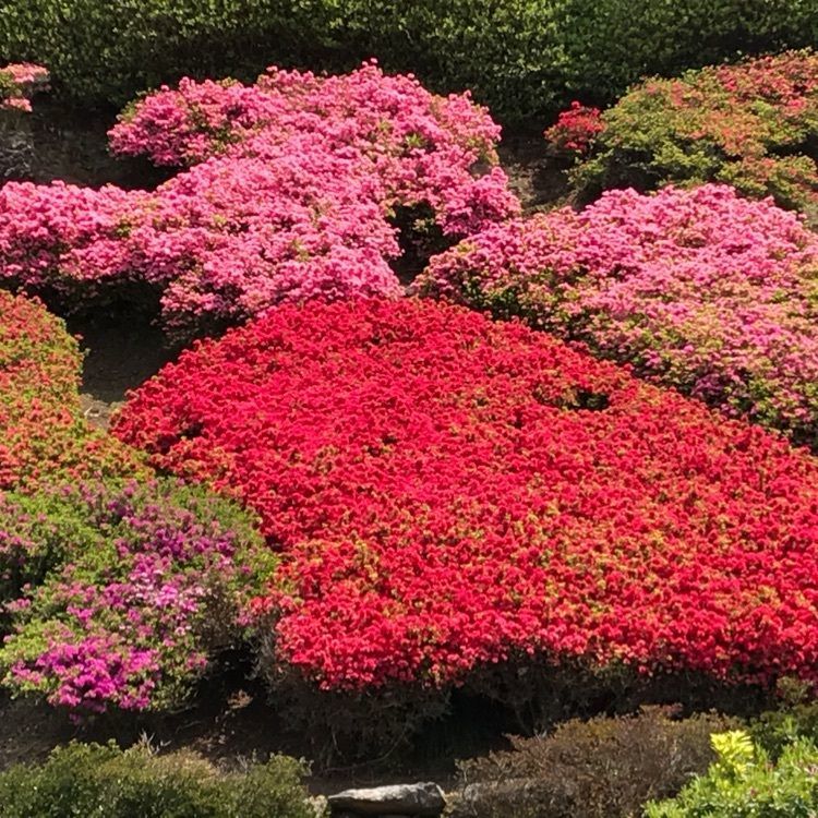 はるさんが投稿した不老山総合公園に関する口コミの画像