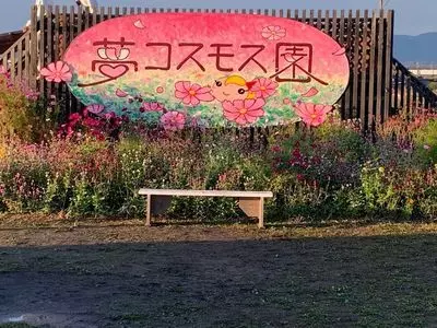 京都丹波/亀岡『夢コスモス園』