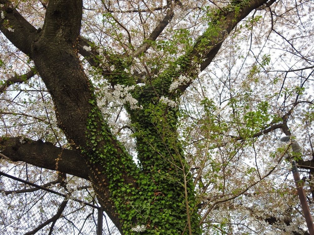 junkunさんが投稿した酒彩処 花手毬に関する口コミの画像