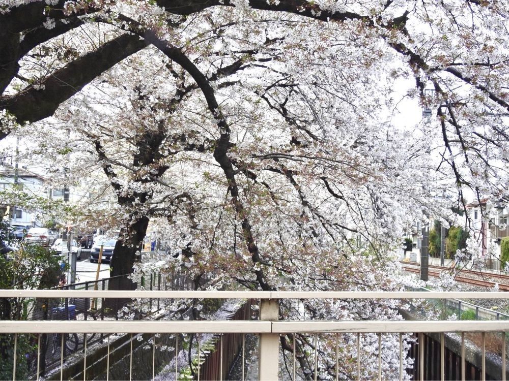 junkunさんが投稿した酒彩処 花手毬に関する口コミの画像