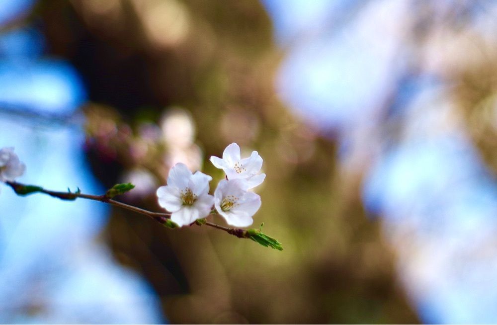 junkunさんが投稿した酒彩処 花手毬に関する口コミの画像