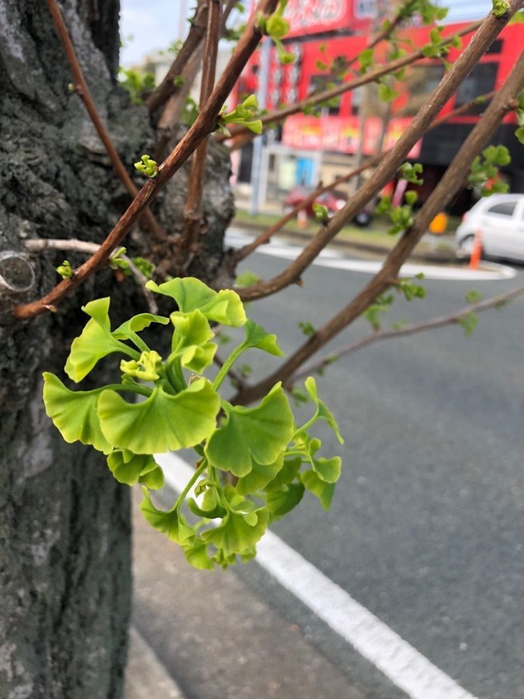 chiekoさんが投稿した浜松曳馬食堂（まいどおおきに食堂）に関する口コミの画像