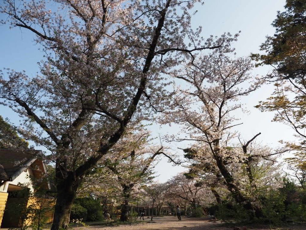 Howl Monさんが投稿したつつじ公園のツツジに関する口コミの画像