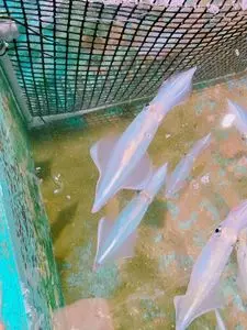 お魚処 玄海（おさかなどころ げんかい）
