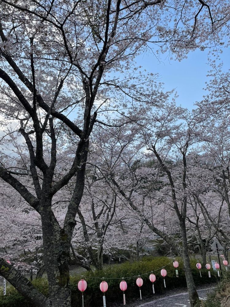 みーなさんが投稿した土師ダム周辺の桜に関する口コミの画像