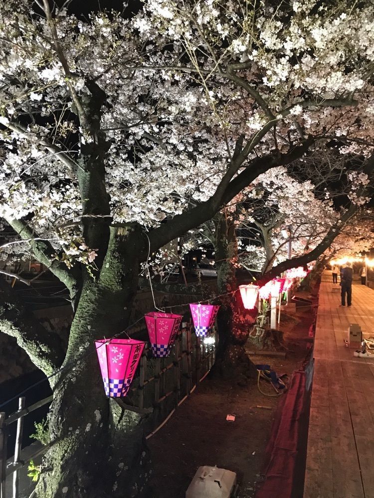 べべさんが投稿したみどり川の桜に関する口コミの画像