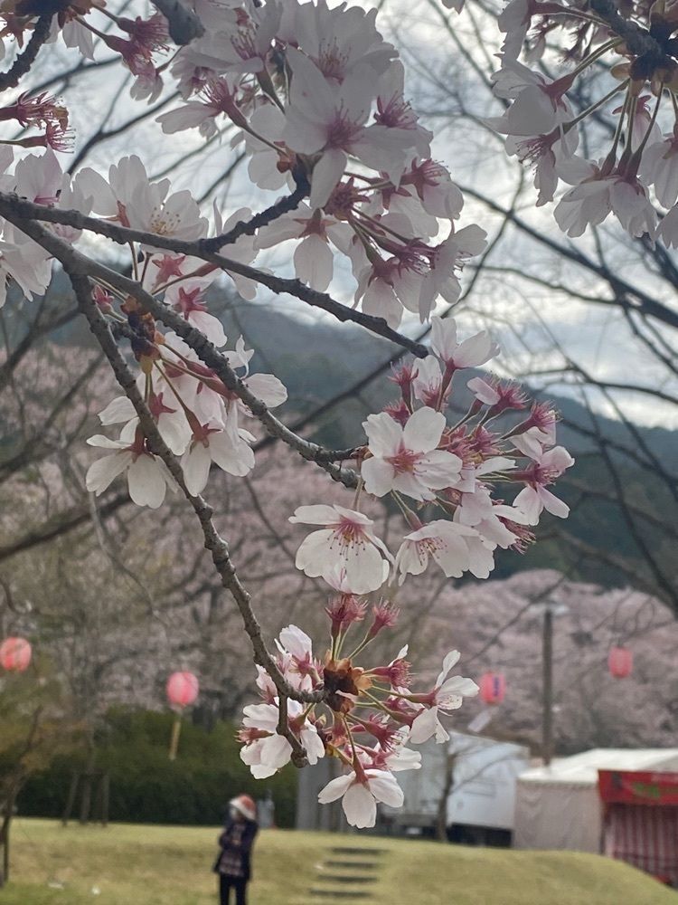 sakioさんが投稿した土師さくら亭に関する口コミの画像