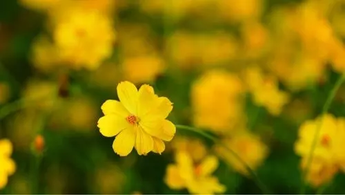 浜離宮恩賜庭園のお花畑