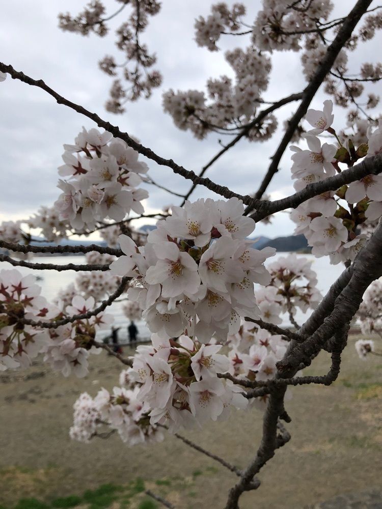 take.aさんが投稿した河口湖に関する口コミの画像