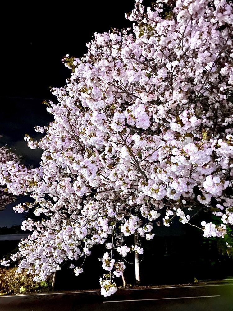 Satoshi.Nさんが投稿した酒々井町に関する口コミの画像