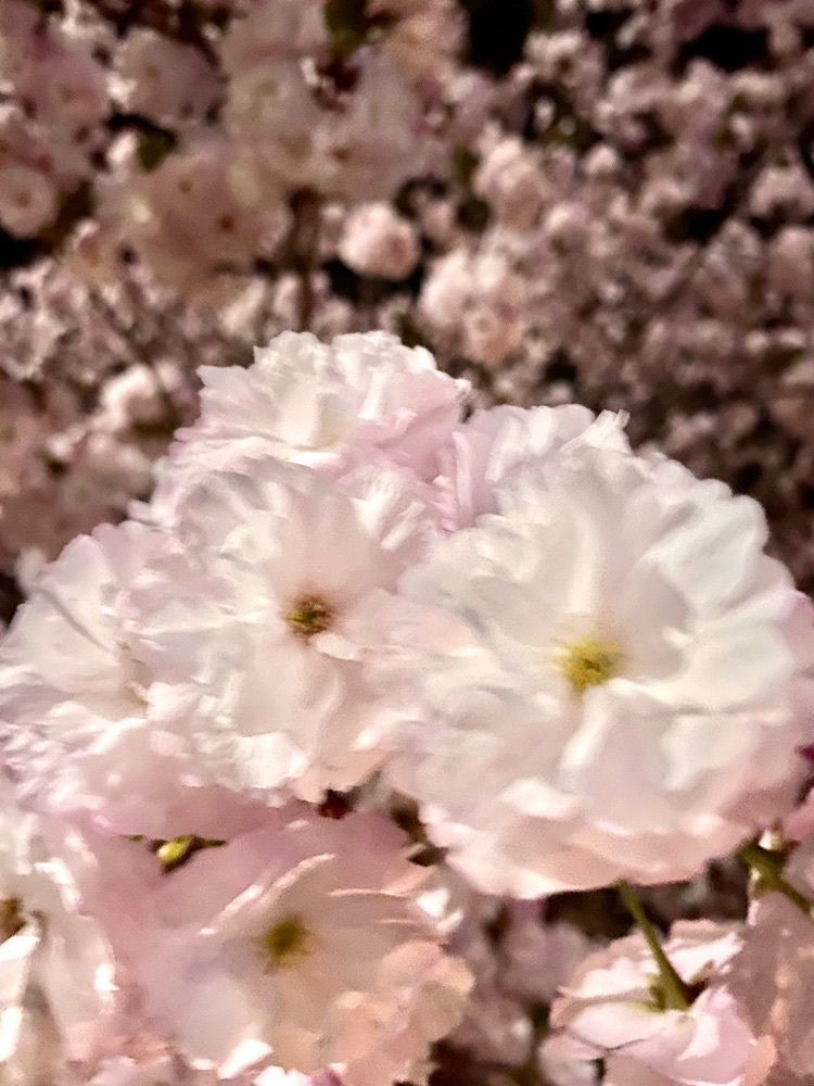 Satoshi.Nさんが投稿した酒々井町に関する口コミの画像