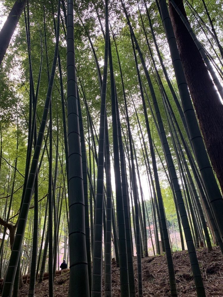 かよさんが投稿した竹寺（八王寺）に関する口コミの画像