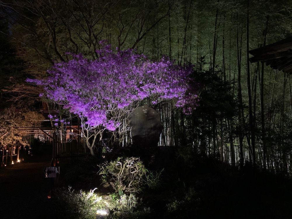 かよさんが投稿した竹寺（八王寺）に関する口コミの画像