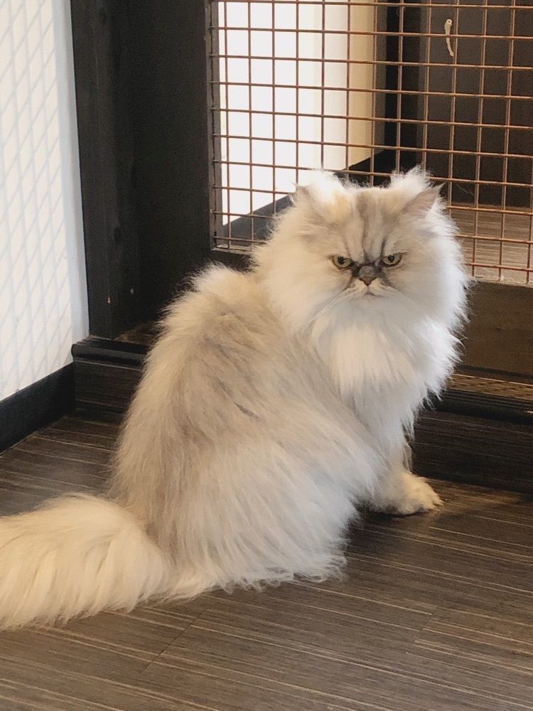 mimiさんが投稿した猫カフェ&ギャラリー GATO（ネコカフェ&ギャラリー ガトー）に関する口コミの画像
