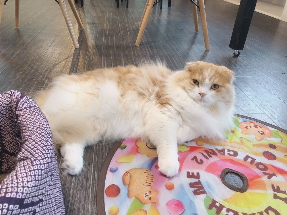 mimiさんが投稿した猫カフェ&ギャラリー GATO（ネコカフェ&ギャラリー ガトー）に関する口コミの画像