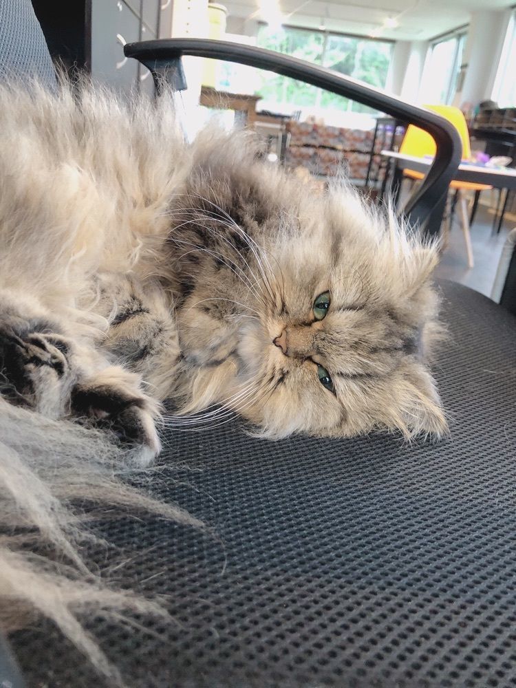 mimiさんが投稿した猫カフェ&ギャラリー GATO（ネコカフェ&ギャラリー ガトー）に関する口コミの画像