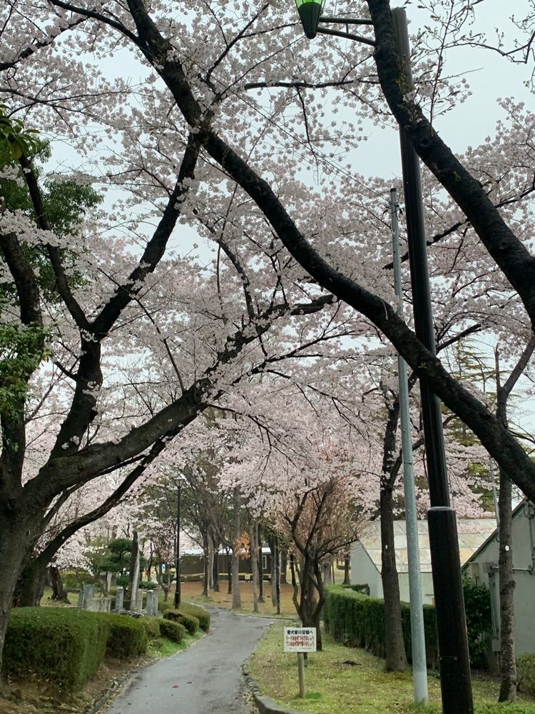 MasTom8326さんが投稿した開成山公園・開成山大神宮の桜に関する口コミの画像