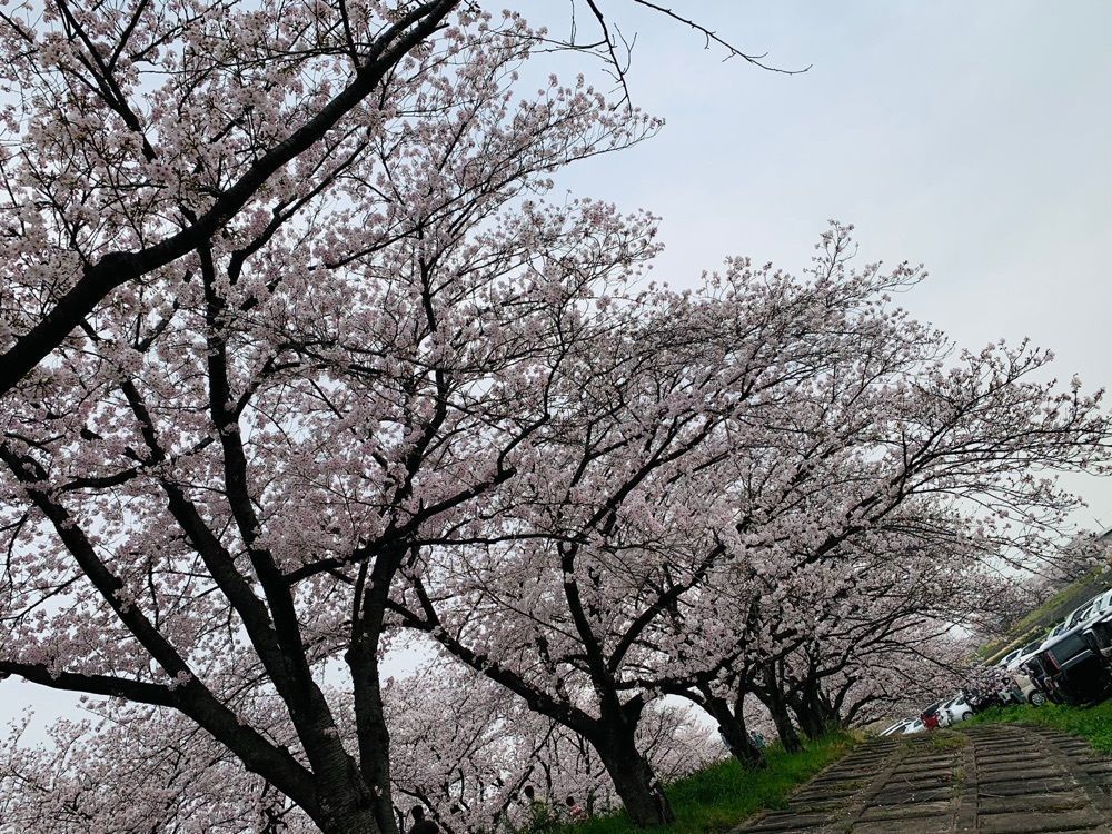maccccchamiさんが投稿した海蔵川の桜並木に関する口コミの画像