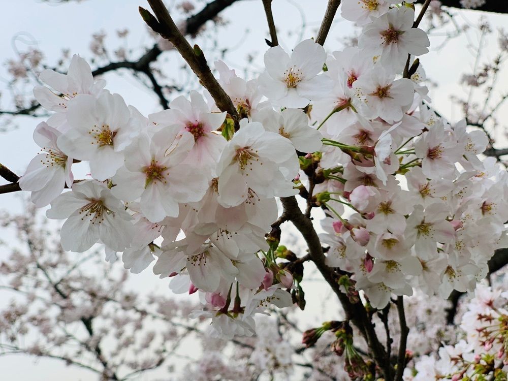 maccccchamiさんが投稿した海蔵川の桜並木に関する口コミの画像