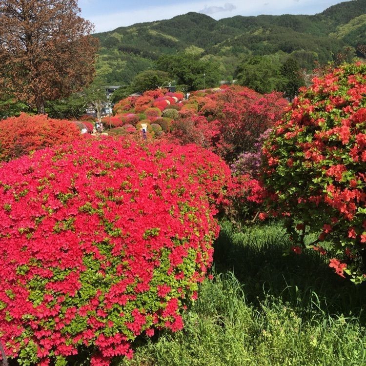 くーちゃんさんが投稿した鶴峯公園のつつじに関する口コミの画像
