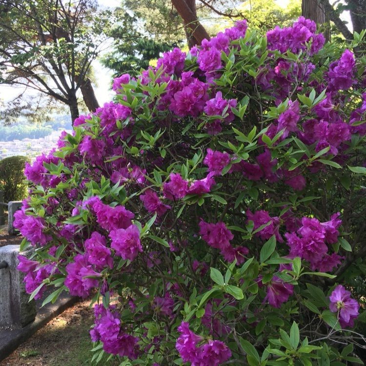 くーちゃんさんが投稿した鶴峯公園のつつじに関する口コミの画像