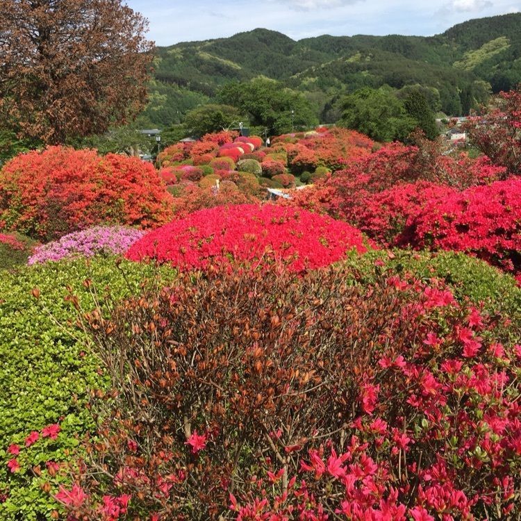 くーちゃんさんが投稿した鶴峯公園のつつじに関する口コミの画像