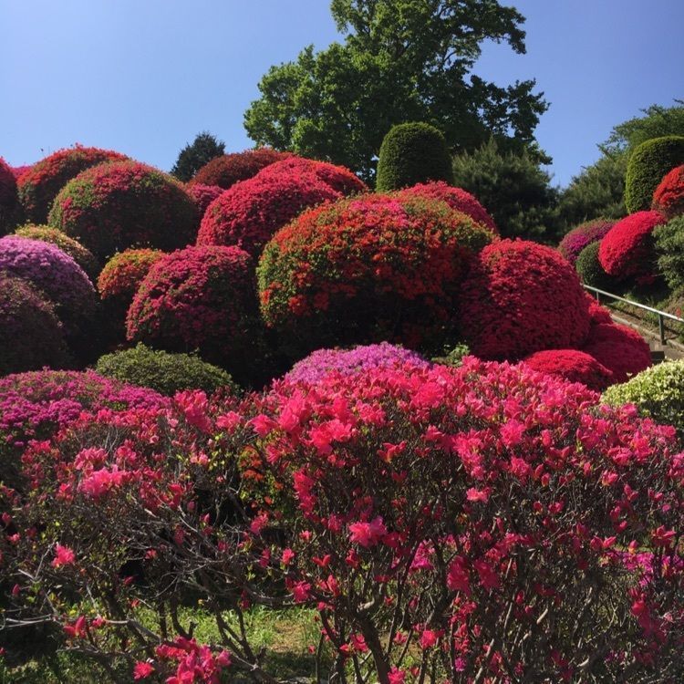 くーちゃんさんが投稿した鶴峯公園のつつじに関する口コミの画像