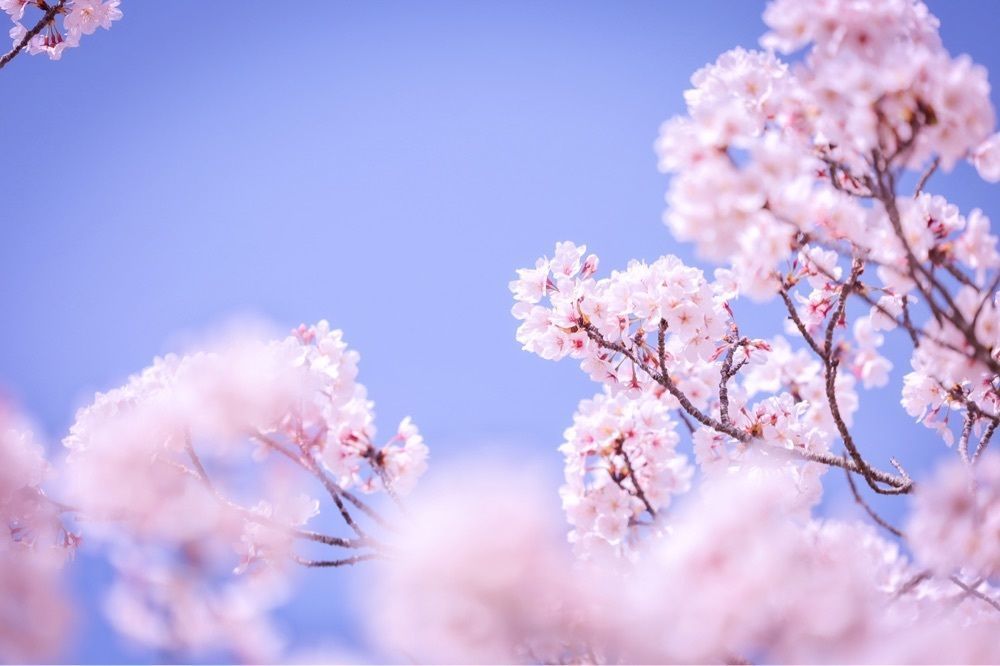 satomi24さんが投稿したおの桜づつみ回廊に関する口コミの画像