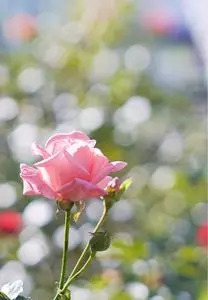 赤坂プリンス クラシックハウス