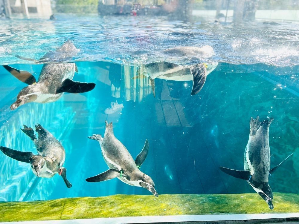 ま̤̮き̤̮さんが投稿した九十九島動植物園森きららに関する口コミの画像
