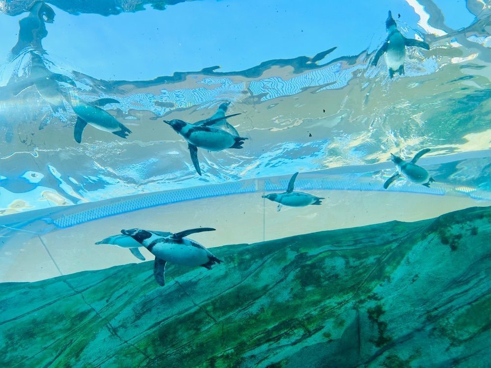 ま̤̮き̤̮さんが投稿した九十九島動植物園森きららに関する口コミの画像