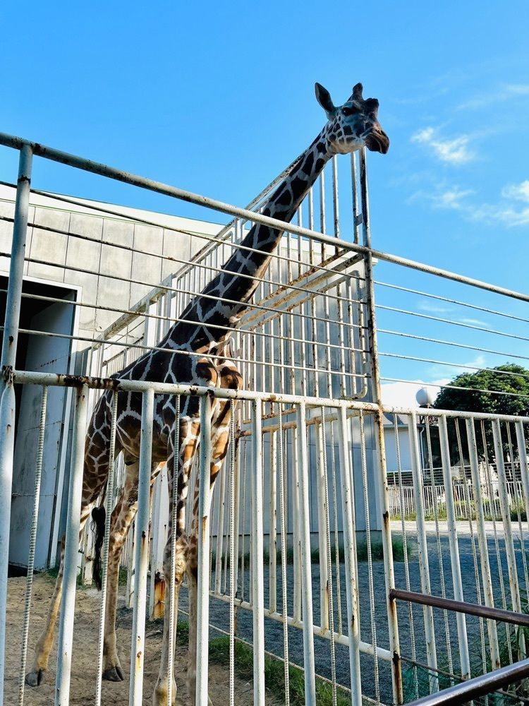 ま̤̮き̤̮さんが投稿した九十九島動植物園森きららに関する口コミの画像