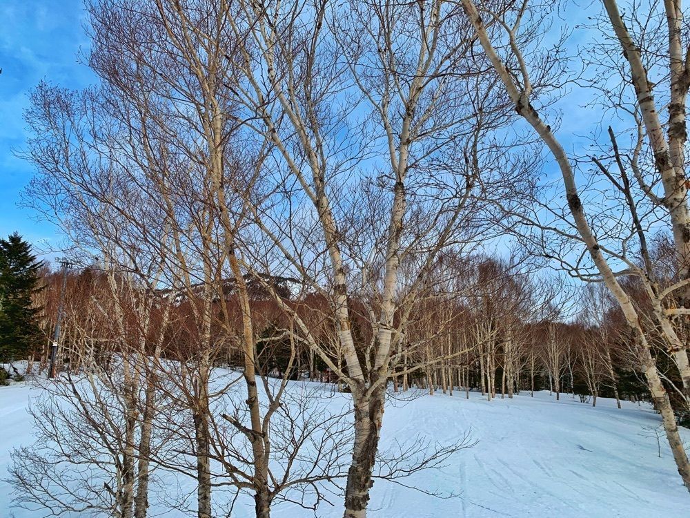 まさまさ　さまさんが投稿した志賀高原焼額山に関する口コミの画像