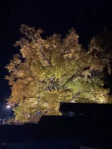 下城の大イチョウ