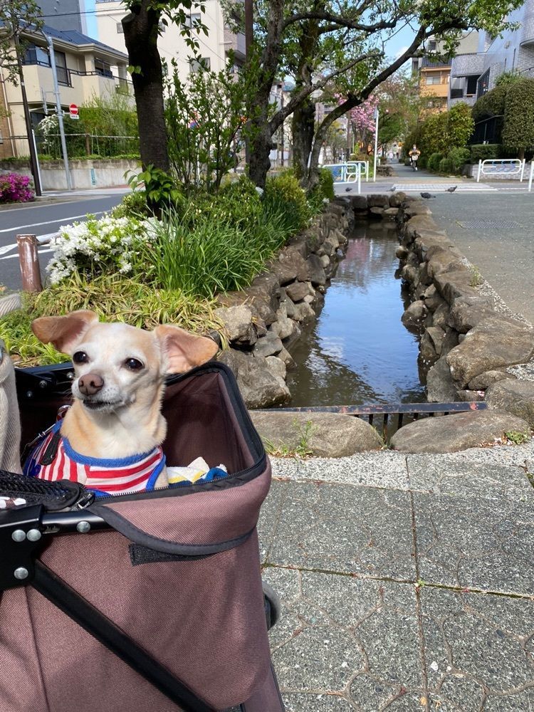 🤎アイヒンまま🤎さんが投稿した東京都に関する口コミの画像