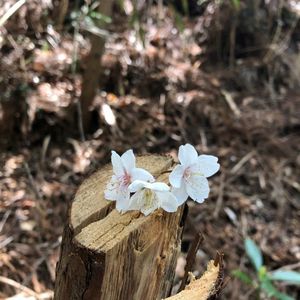 猿投山登山道 2枚目