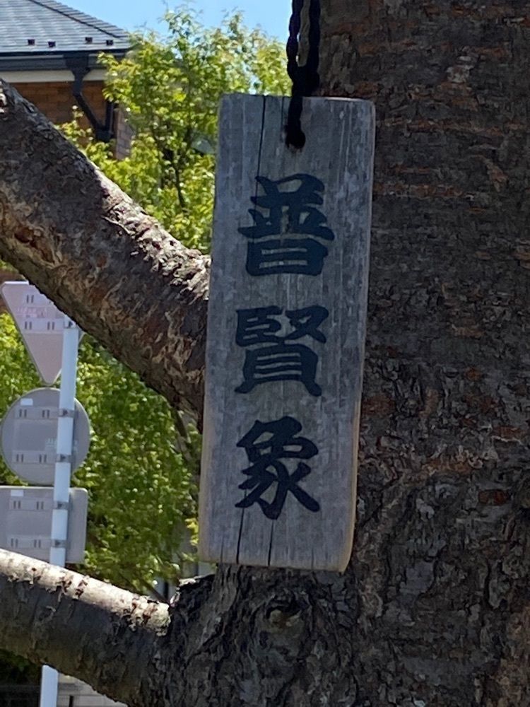 🤎アイヒンまま🤎さんが投稿した新川千本桜に関する口コミの画像
