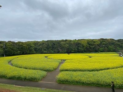 展海峰の菜の花 4枚目