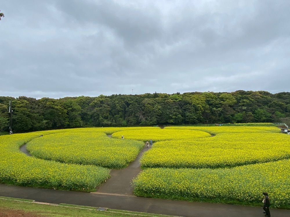 Runさんが投稿した展海峰の菜の花に関する口コミの画像