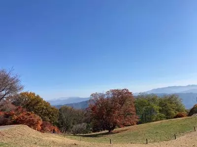 大峰高原七色大カエデ