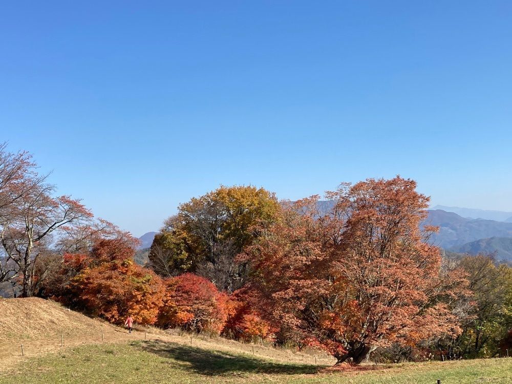 Howl Monさんが投稿した大峰高原七色大カエデに関する口コミの画像