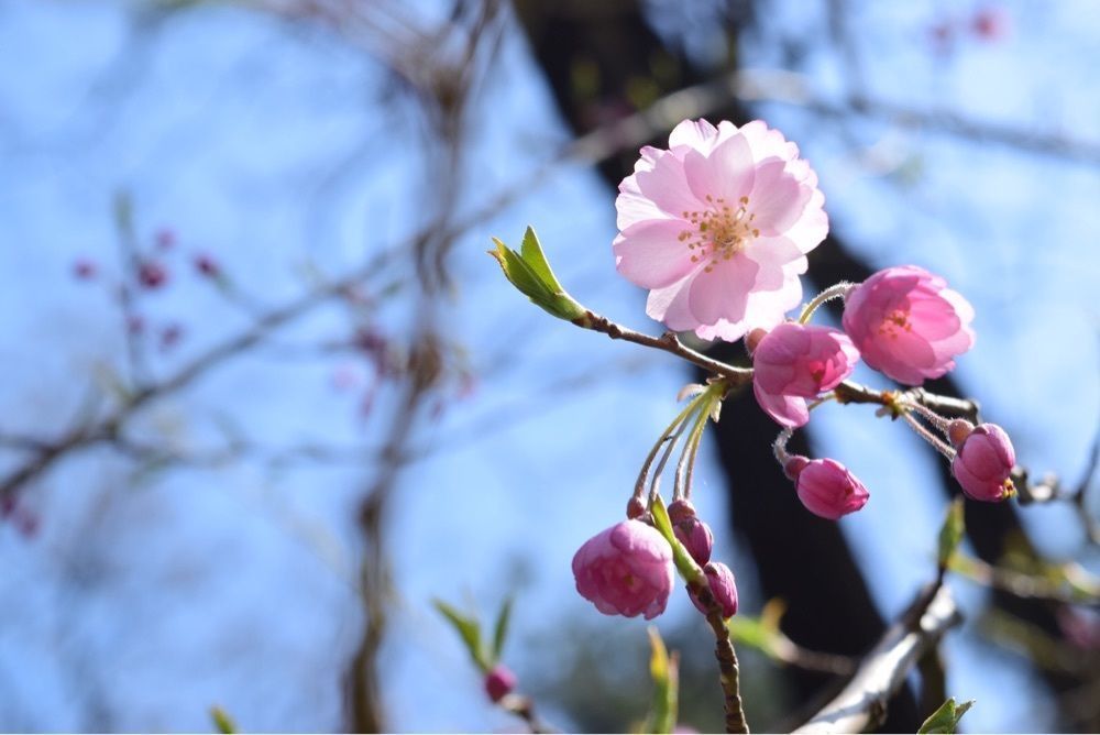 Non27さんが投稿した松本平広域公園(信州スカイパーク)に関する口コミの画像