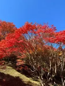 もみじ湖もみじのトンネル