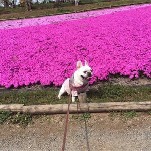 羊山公園の芝桜