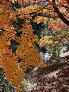 もみじ湖もみじのトンネル