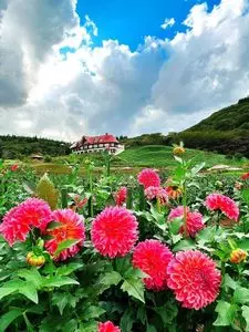 秋田国際ダリア園